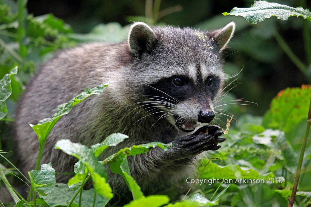 Raccoon, Stanley Park, Vancouver. Raccoon